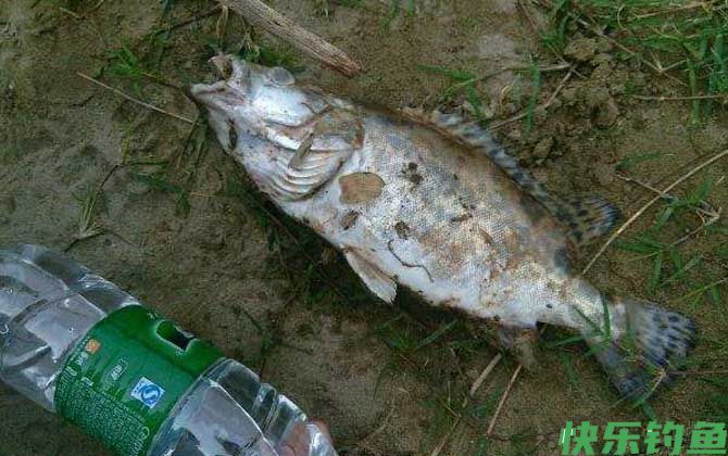 钓桂鱼怎么打窝好？(图3)