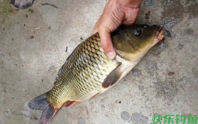 水库钓鲤鱼钓近还是钓远？(图3)