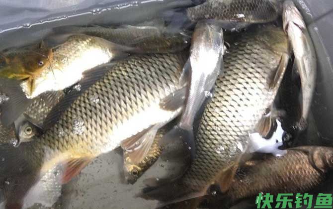 开春什么时候钓鲤鱼？(图4)
