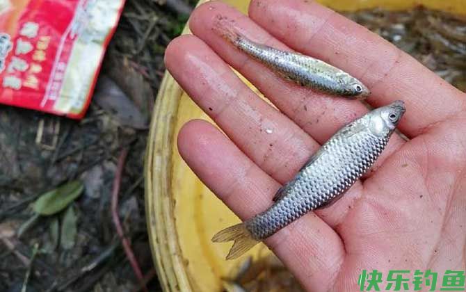 麦穗鱼闹窝怎么钓鲫鱼？