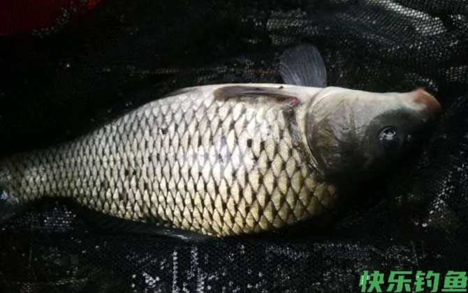 夜钓鲤鱼的最佳饵料是什么？(图1)