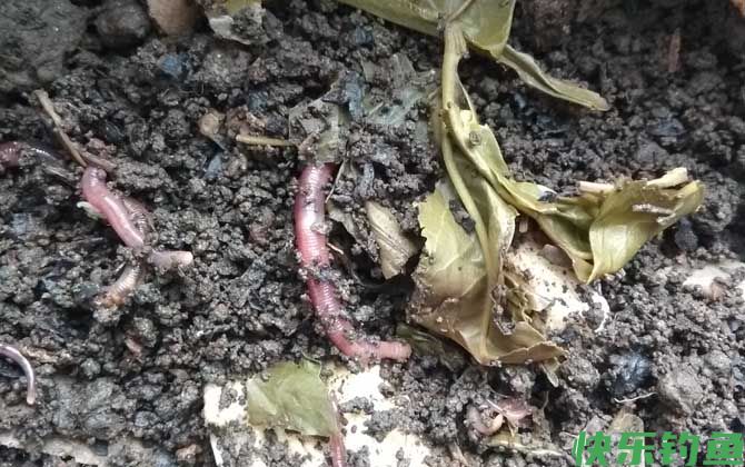 家养蚯蚓最简单的方法(图2)