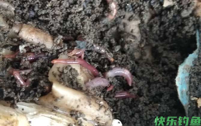 家养蚯蚓最简单的方法(图5)