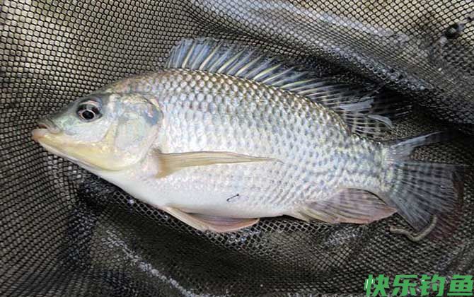 钓罗非鱼经典饵料配方大全(图2)