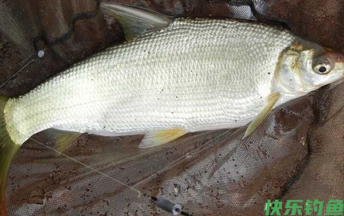 红薯味饵料适合钓什么鱼？(图5)