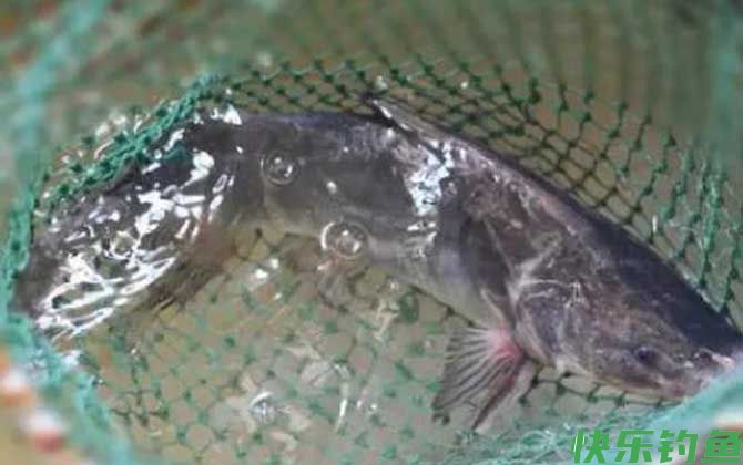 鮰鱼怎么钓上鱼快？(图2)