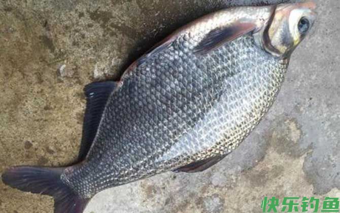 春季钓鳊鱼是钓底还是钓浮？(图1)