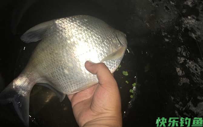 春季钓鳊鱼是钓底还是钓浮？(图2)