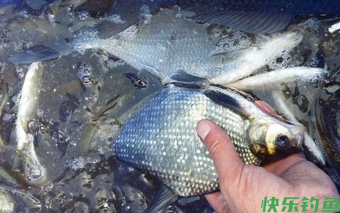 野钓鳊鱼最佳水深是多少？(图2)