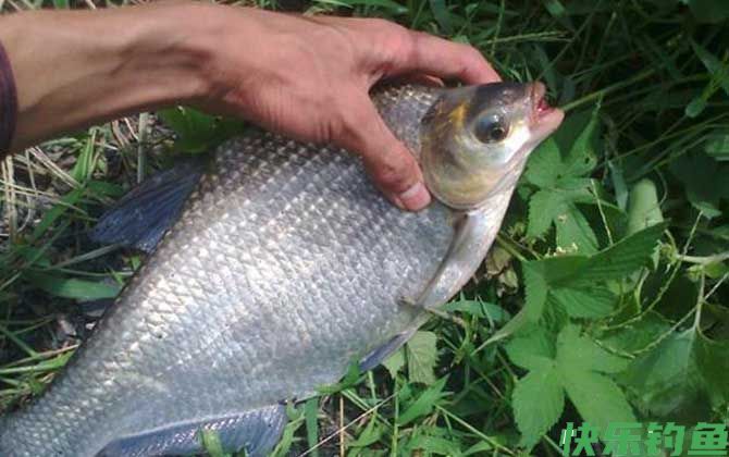 野钓鳊鱼最佳水深是多少？(图3)