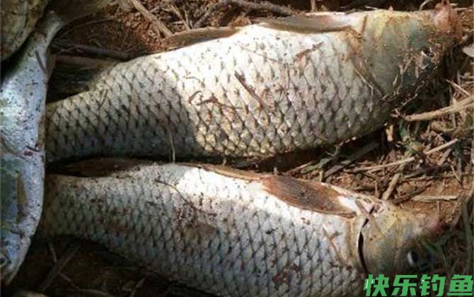 钓鲤鱼是钓底还是钓浮？(图2)