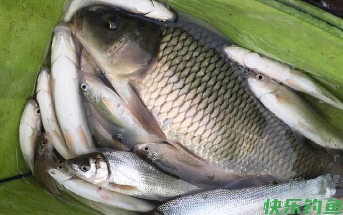 钓鲤鱼是钓底还是钓浮？(图1)