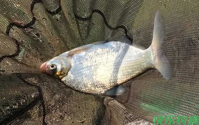 串钩玉米钓鳊鱼的技巧和方法(图1)