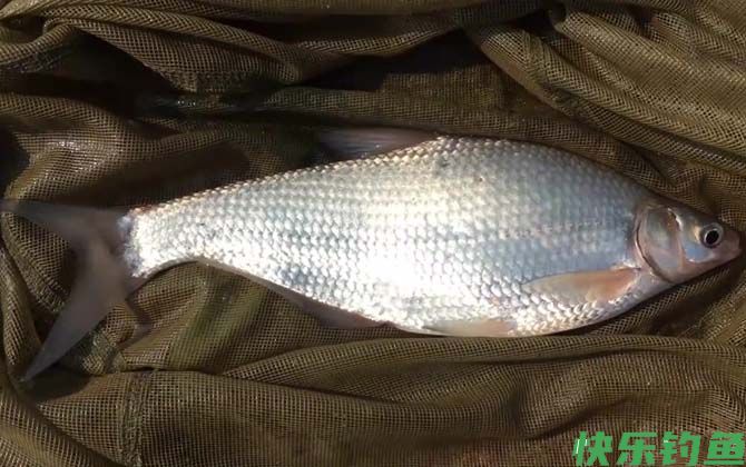 串钩玉米钓鳊鱼的技巧和方法(图4)