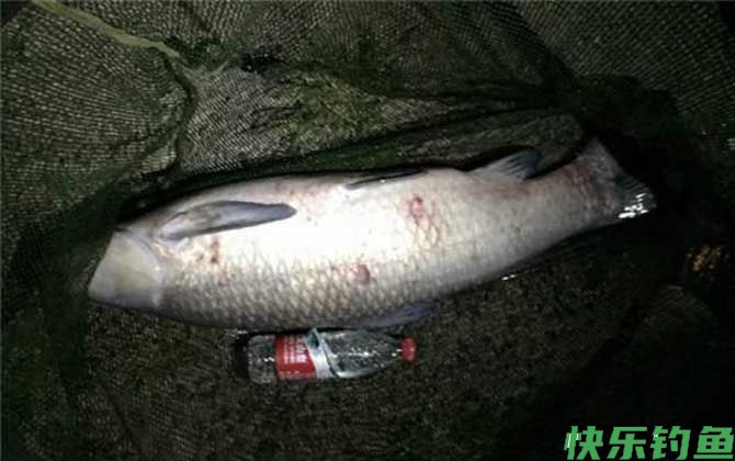 青鱼怎么钓上鱼快？(图5)