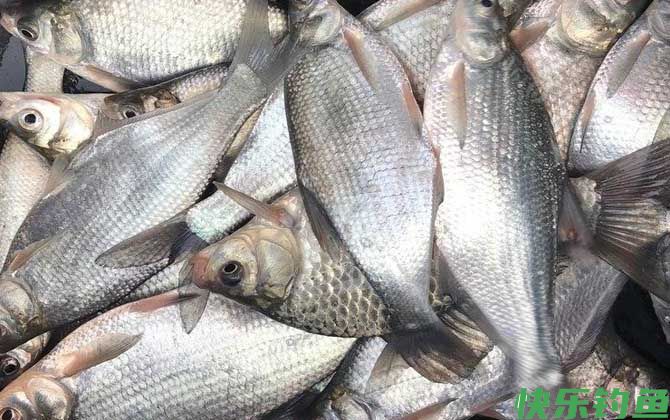 钓鳊鱼用什么饵料最好？(图5)