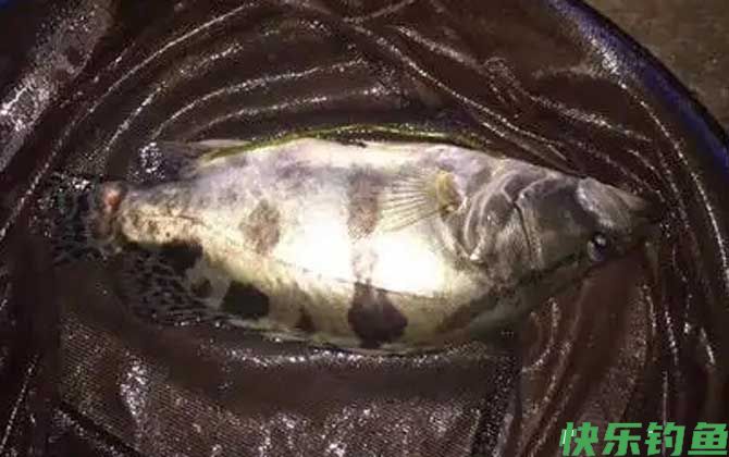 亮片可以路亚鳜鱼吗？(图1)