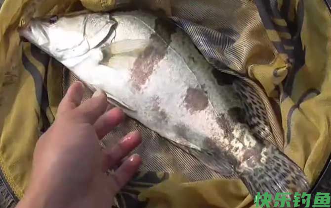 亮片可以路亚鳜鱼吗？(图3)