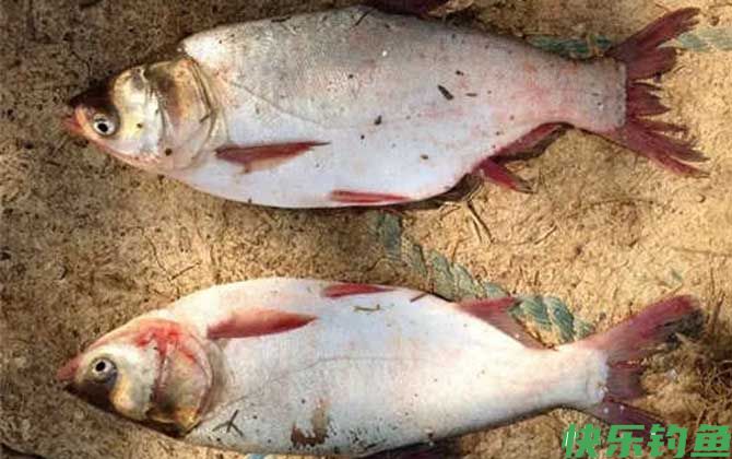 钓鲢鱼用什么饵料最好钓？(图2)