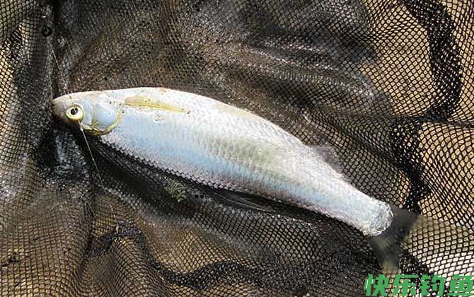 钓白条鱼最佳饵料配方(图2)