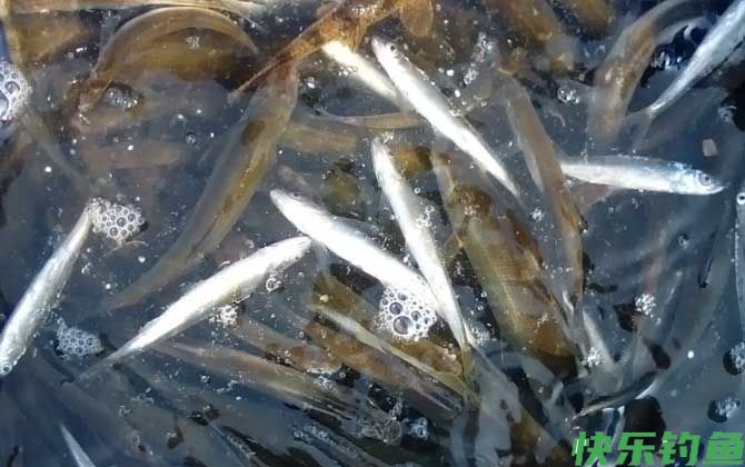 钓白条鱼最佳饵料配方(图5)