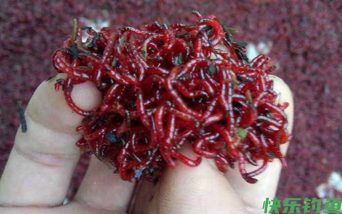 红虫可以用手抓吗？(图3)