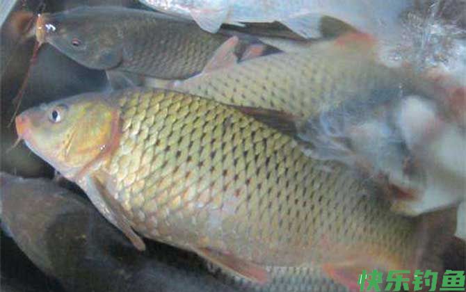 水库钓鲤鱼用什么饵料？(图5)