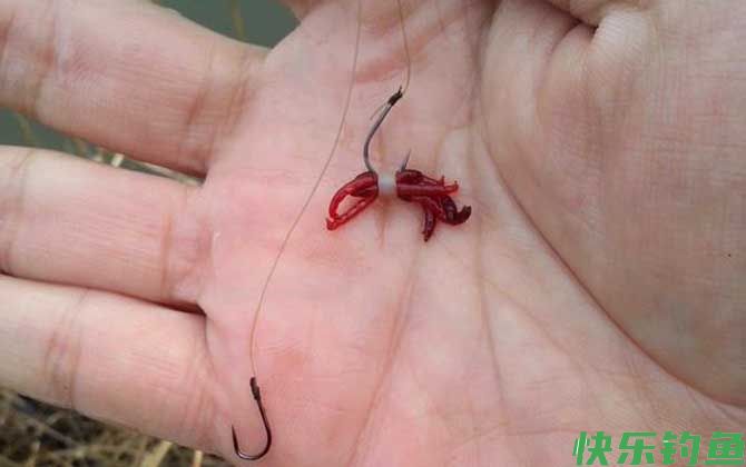 什么时候用红虫钓鱼最好？(图4)