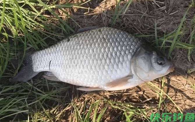 夏季钓大板鲫用什么饵料？(图1)