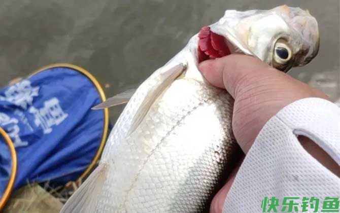 黑坑钓翘嘴用什么打窝？(图2)
