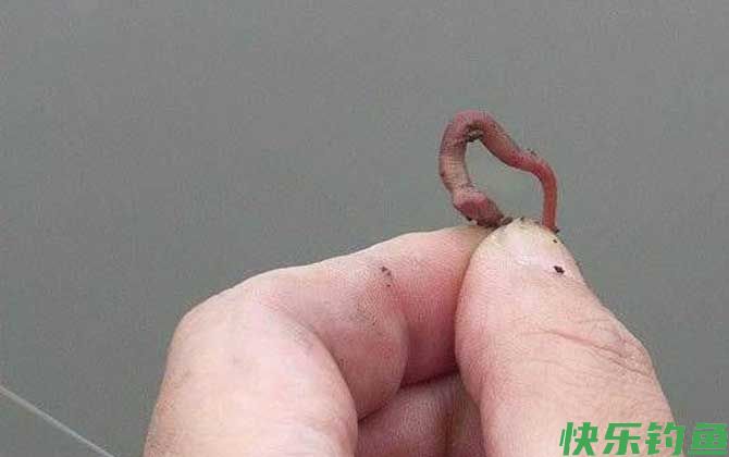 为什么用蚯蚓很难钓到鲤鱼？(图1)