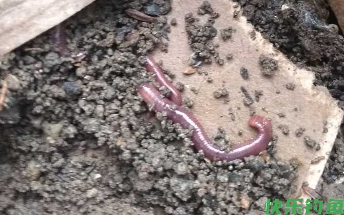 为什么蚯蚓钓的都是小鱼？(图2)