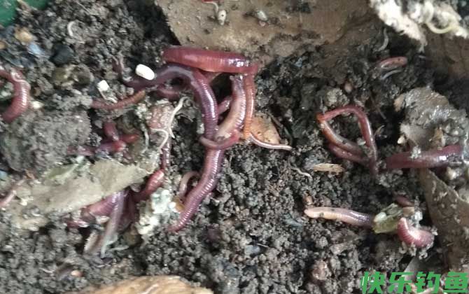 手竿钓黑鱼用什么饵料？(图1)