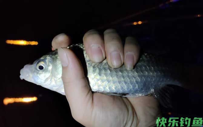 什么时候适合夜钓？(图1)