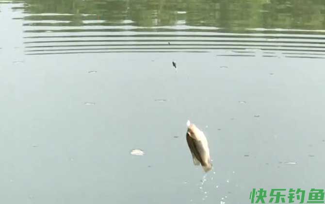 冬季钓鱼可以钓浮吗？(图3)