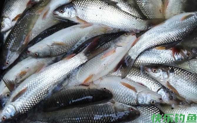 野钓鲮鱼最佳时间是什么时候？(图2)