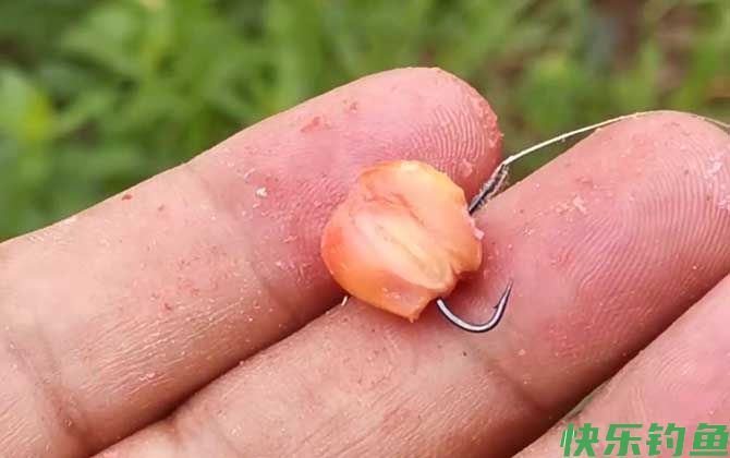 玉米挂钩方法及作钓技巧(图4)