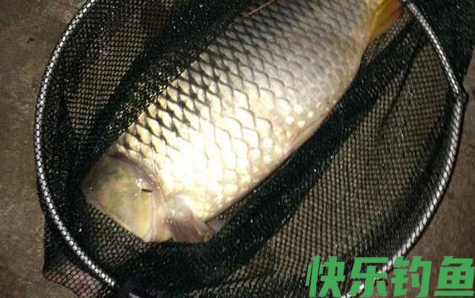 最好用的野钓鲤鱼饵料有哪些？