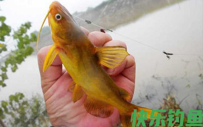 钓黄颡鱼绝招及注意事项(图7)