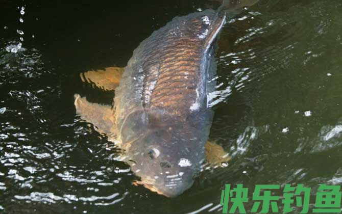 鲤鱼几月份最好钓？(图2)