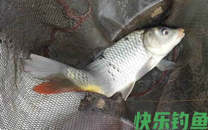 鲤鱼几月份最好钓？(图4)