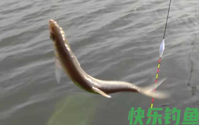 钓鲤鱼如何避开白条闹窝？(图3)