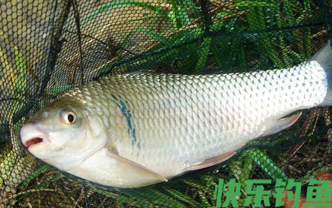 夏天早上钓鱼钓远还是钓近？(图3)