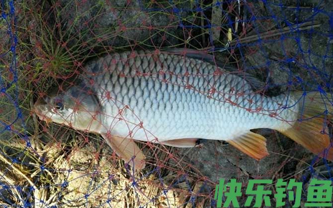 夏天早上钓鱼钓远还是钓近？(图2)
