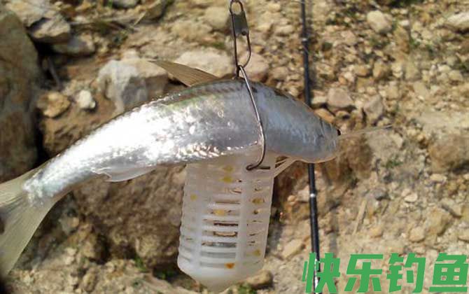 钓白条鱼的最佳时间(图1)