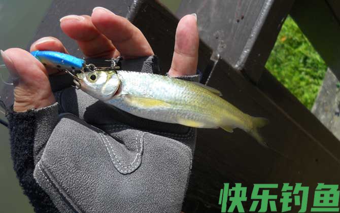 钓白条鱼的最佳时间(图3)