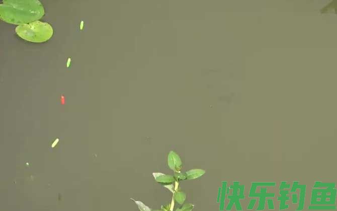 七星漂钓鲫鱼的技巧和方法(图6)