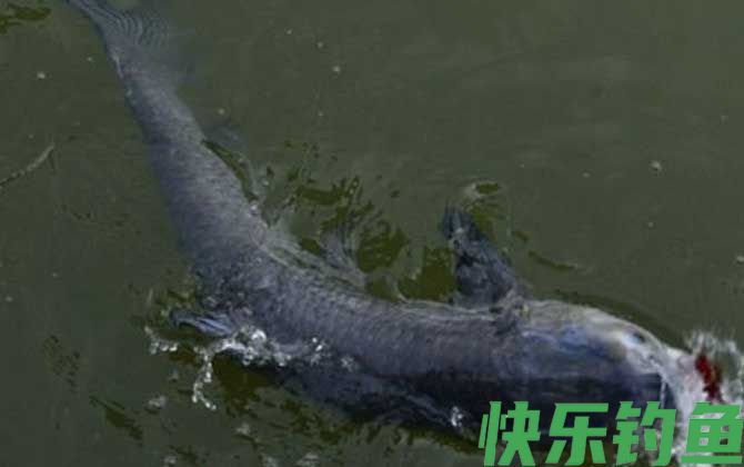 钓青鱼怎么调漂最好？(图3)