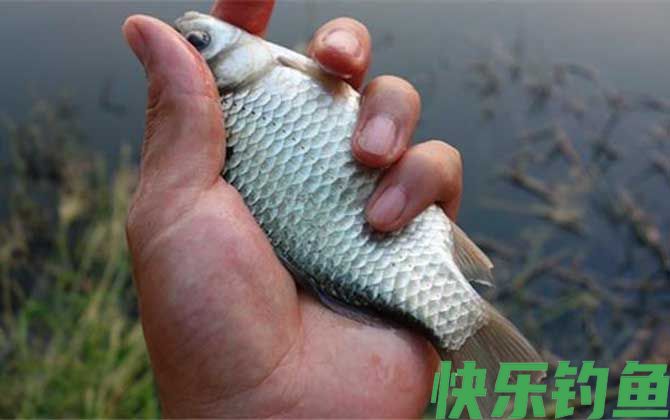 钓鲫鱼要双钩躺底吗？(图1)