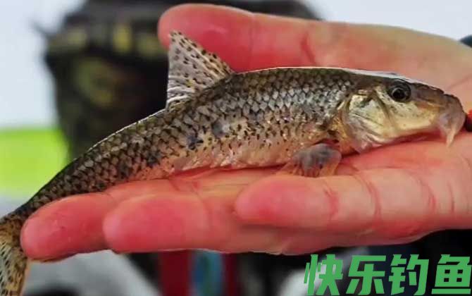 船丁鱼怎么钓上鱼快？(图3)